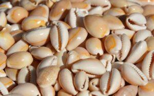 Sigay Shells