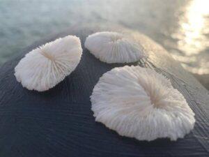 Small Mushroom Coral Pieces