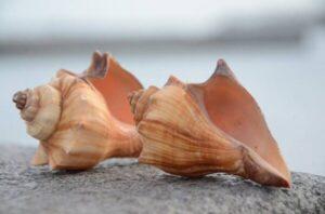Spiral Melongena Seashell