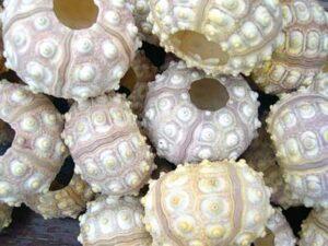 Sputnik Sea Urchin 5 to 8 cms