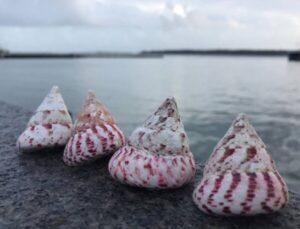 Four Indo-Pacific Strawberry Trocha Shells
