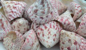 Trocus Macalutus Shells