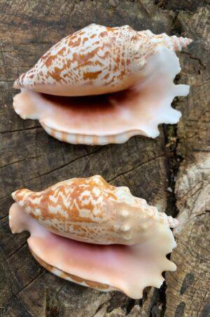 strombus sinuatis seashell