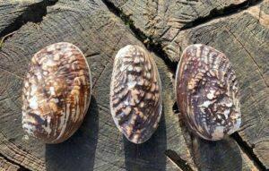 3 Black and White Paired Frog Mussel Shells