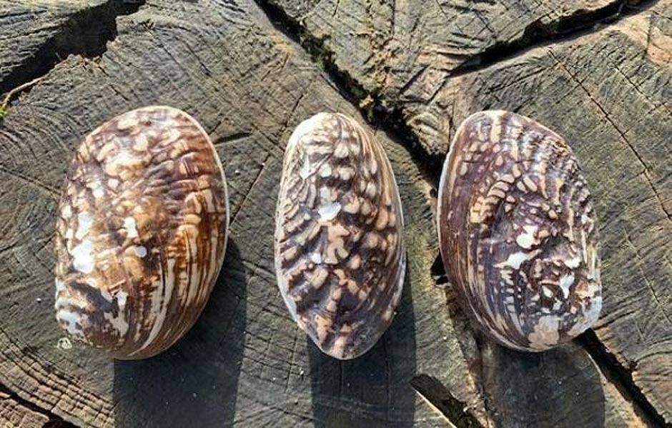 3 Black and White Paired Frog Mussel Shells