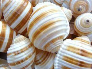 Tonna Allium Sea Shells