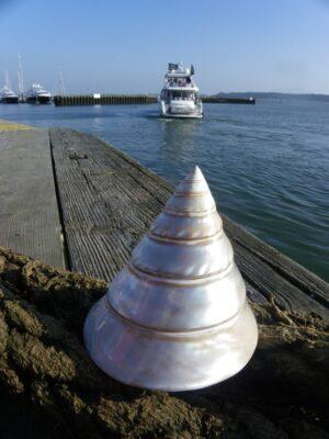 Pearlised Trocha Shell