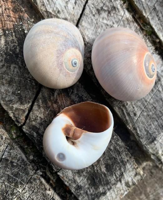turban seashell