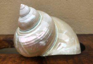 Beautiful Pearlised Turbo Borghese