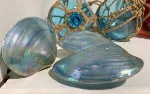 Polished Turquoise Oyster Shell