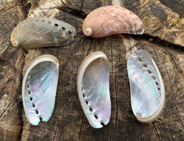 unpolised natural abalones