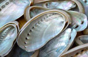 Unpolished Natural Abalone (set of five)