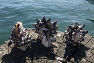3 x Vasum Turbinellus Shells