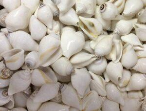 White Dog Conch Seashells