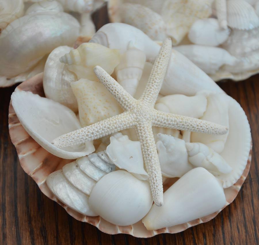 White Shell Pack
